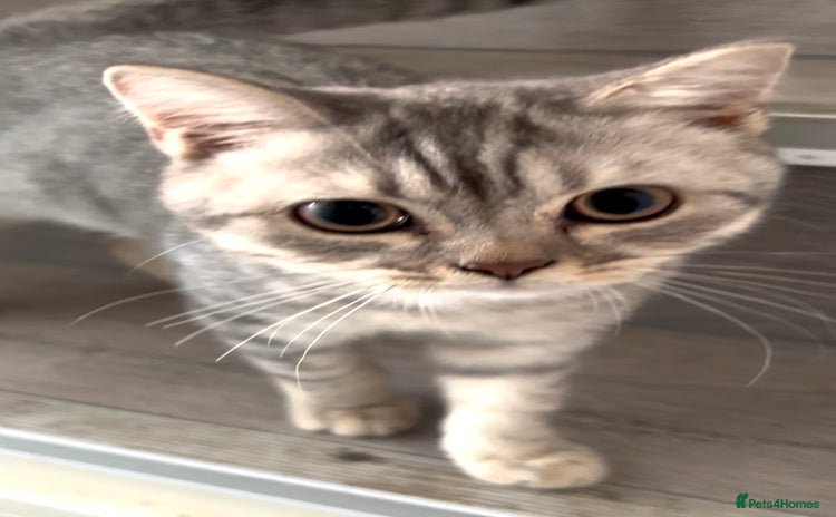 British Shorthair cats - Advert 10
