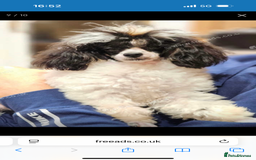 Dachshund dogs for sale: DOXIEPOO PUPPIES  - Image 10