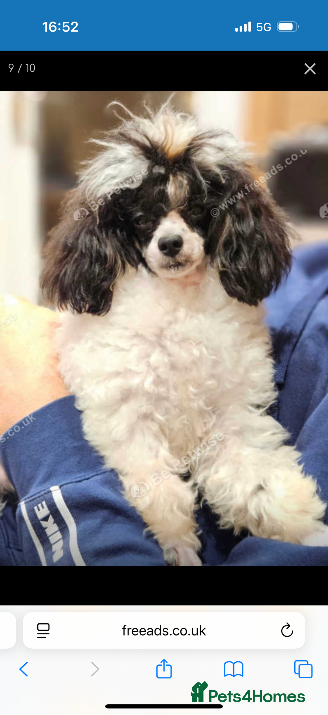 Dachshund dogs for sale: DOXIEPOO PUPPIES  - Image 10