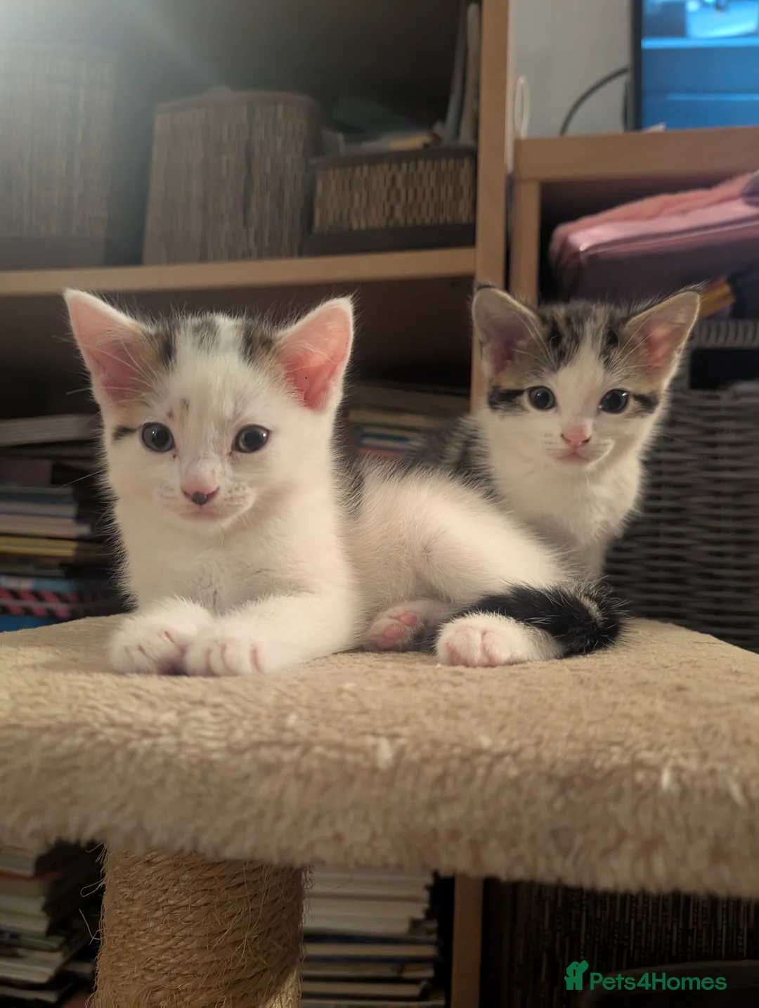 Mixed Breed cats for sale: Beautiful kittens  in Southampton - Advert 17