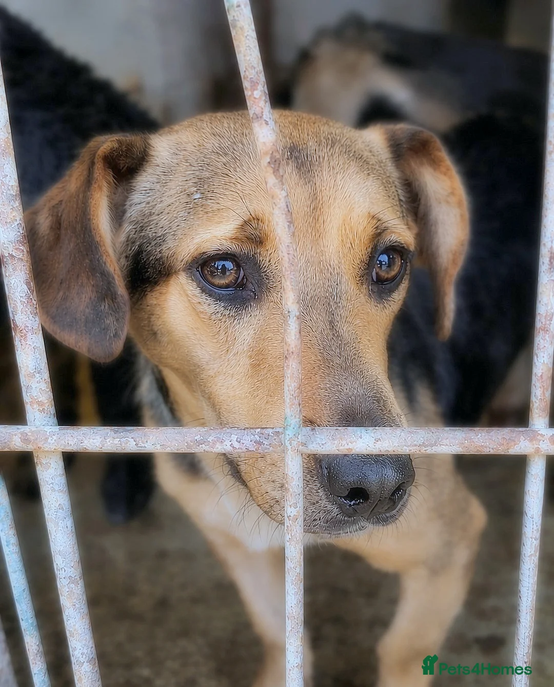 Mixed Breed dogs for adoption: 💔 Marie – She Never Had A Chance 💔 - Advert 4