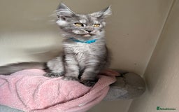 Maine Coon cats for sale: Pedigree GCCF Russian Import line Maine Coons - Image 5