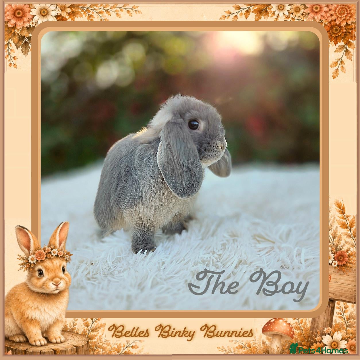Mini Lop rabbits 🌻 Ready Now 🌻 Vaccinated Baby Girl & Boy 🌻 - Advert 1