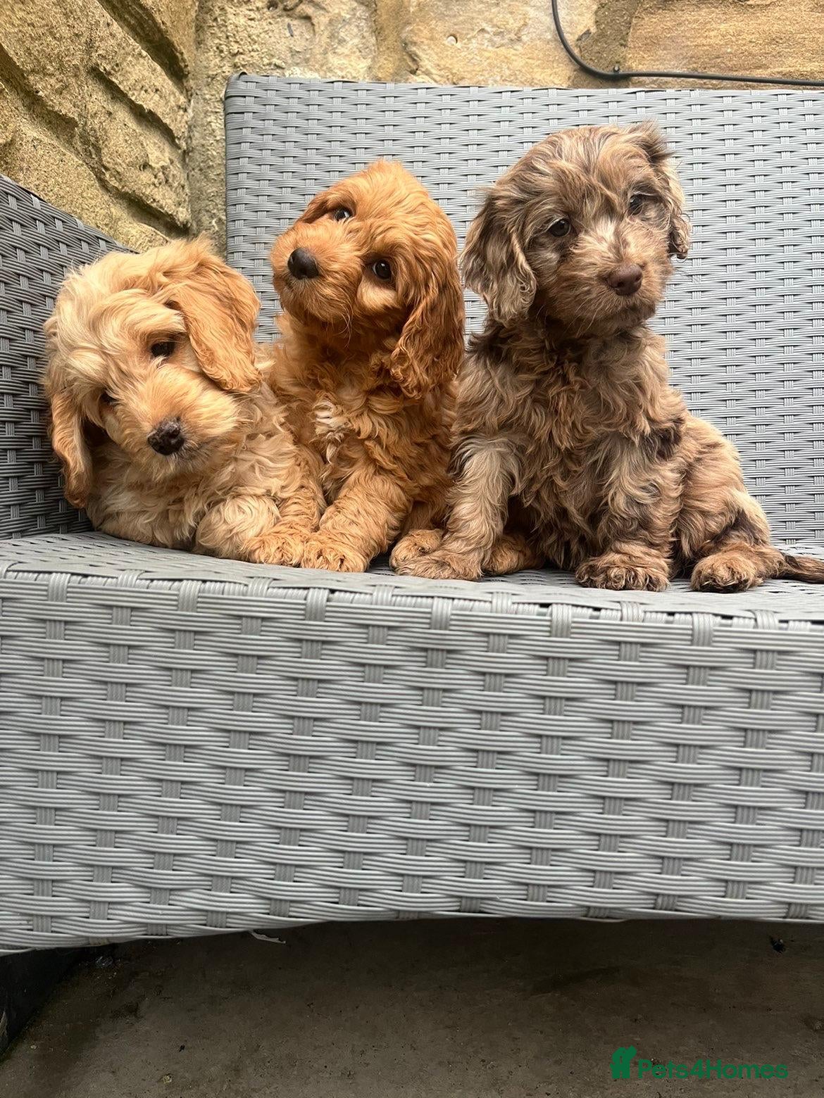 Cockapoo dogs F1 cockapoo puppies  - Advert 13