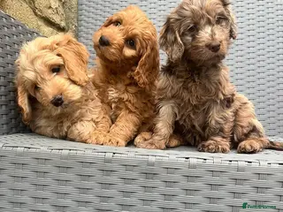 Cockapoo dogs F1 cockapoo puppies - Advert 17