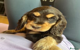 Cocker Spaniel dogs for sale: Golden Male Show Cocker Spaniel - Image 12