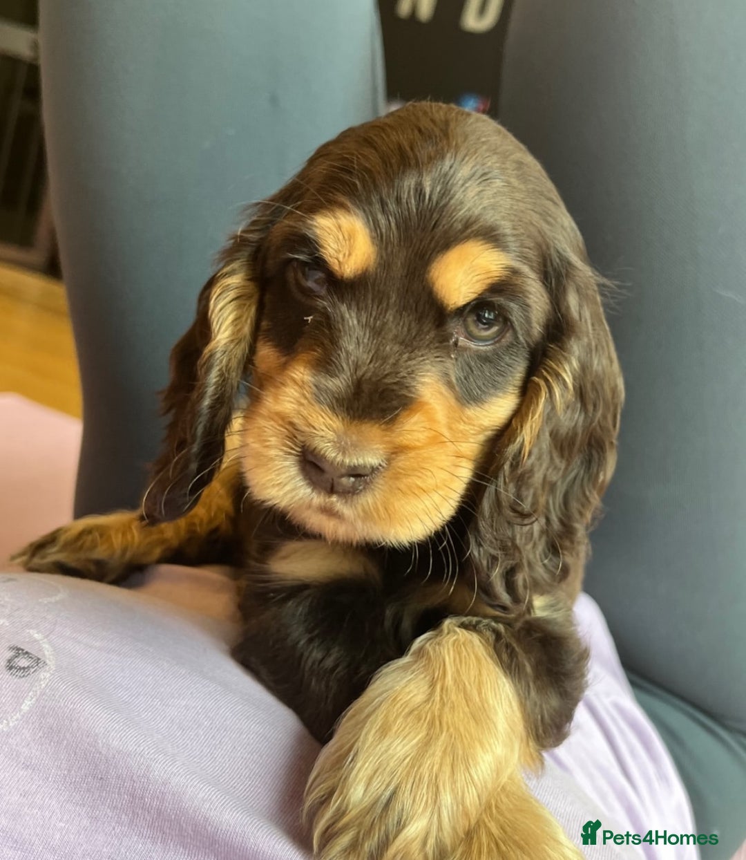 Cocker Spaniel dogs for sale: Golden Male Show Cocker Spaniel - Image 12