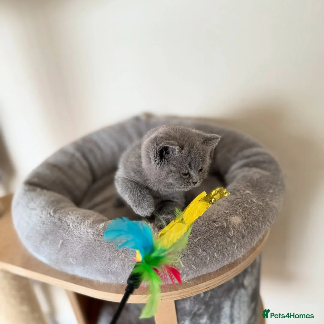 British Shorthair cats for sale: Adorable British Shorthair Kittens  - Advert 11