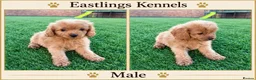 Cavapoo dogs for sale: F1 Cavapoos  - Advert 3