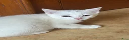Mixed Breed cats for sale: Ready to go now - 3 beautiful male kittens - Advert 7