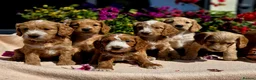 Cockapoo dogs for sale: Hereditary Clear F1 Cockapoos in Doncaster - Advert 3
