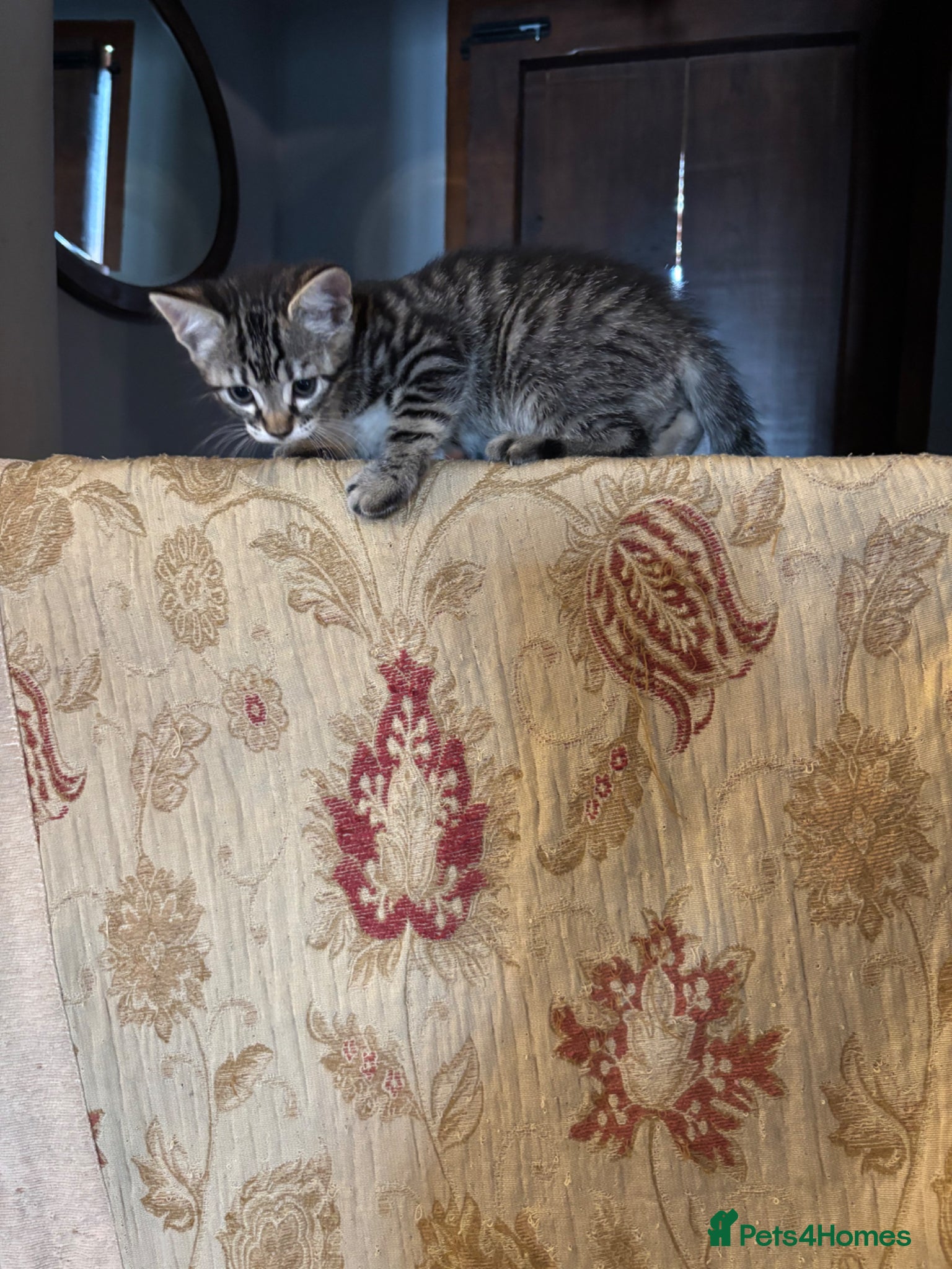 Mixed Breed cats for sale: Gorgeous Kittens Looking for 5* Forever Homes  - Advert 18
