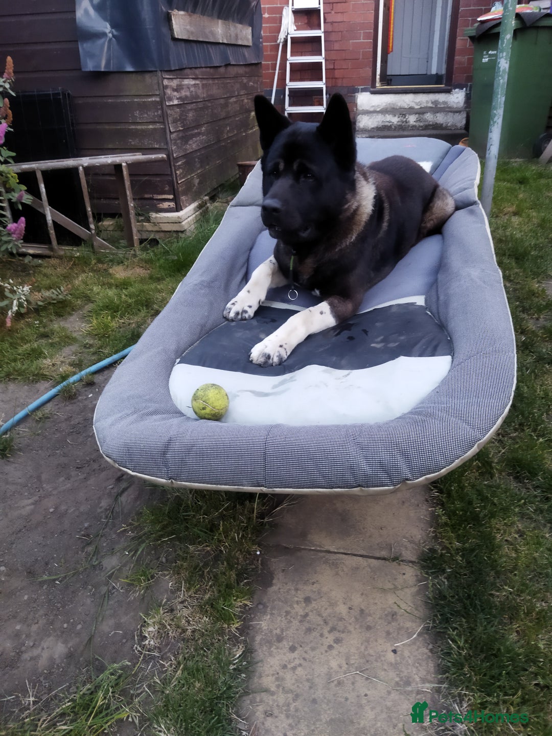Akita dogs for stud: American Akita for Stud - Image 3