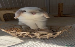 Mini Lop rabbits for sale: Mini Lop Bunny - Mickey - Image 1