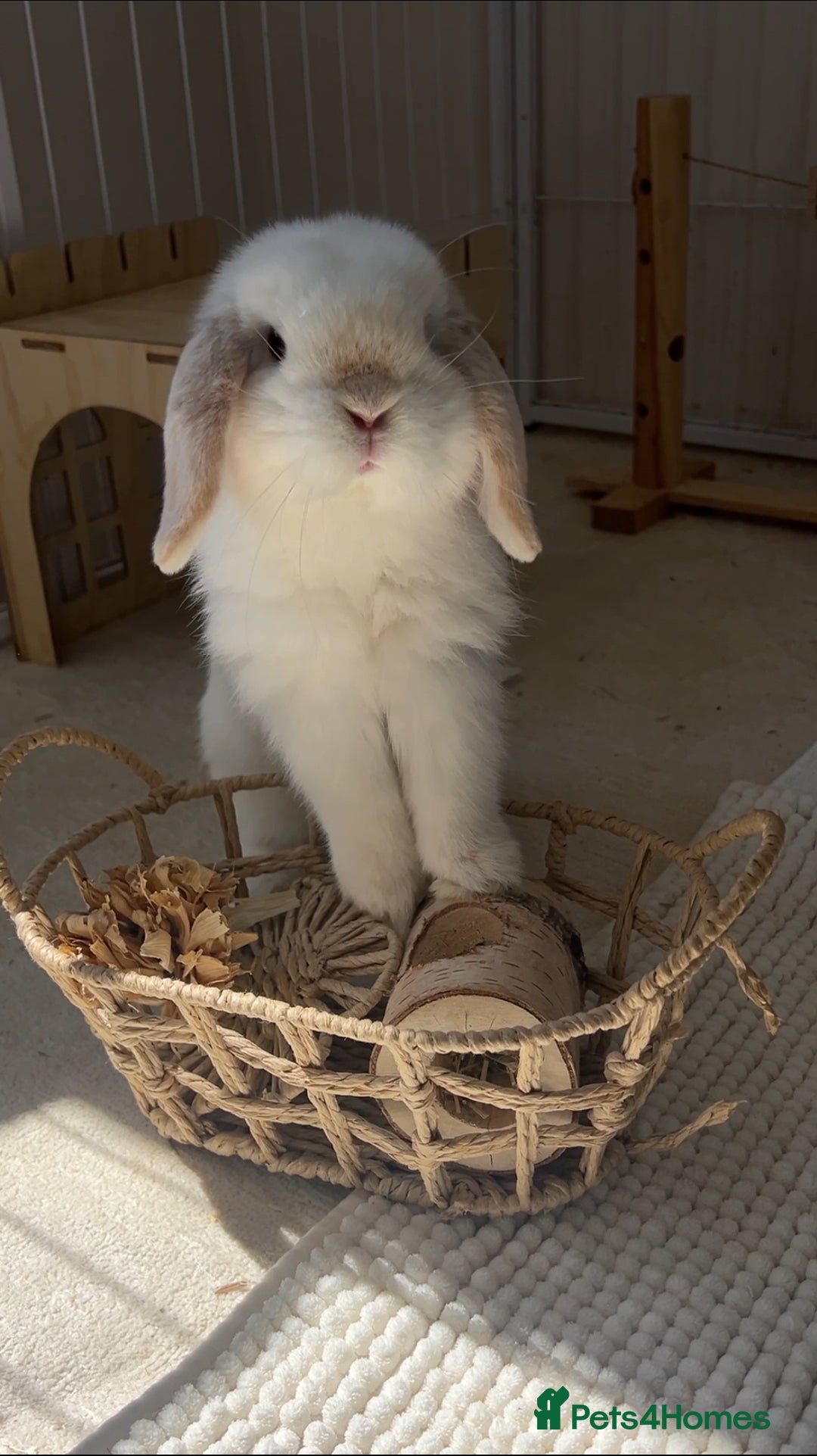 Mini Lop rabbits for sale: Mini Lop Bunny - Mickey - Image 1