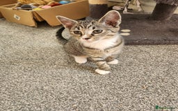 Mixed Breed cats for sale: Kittens  - Image 7