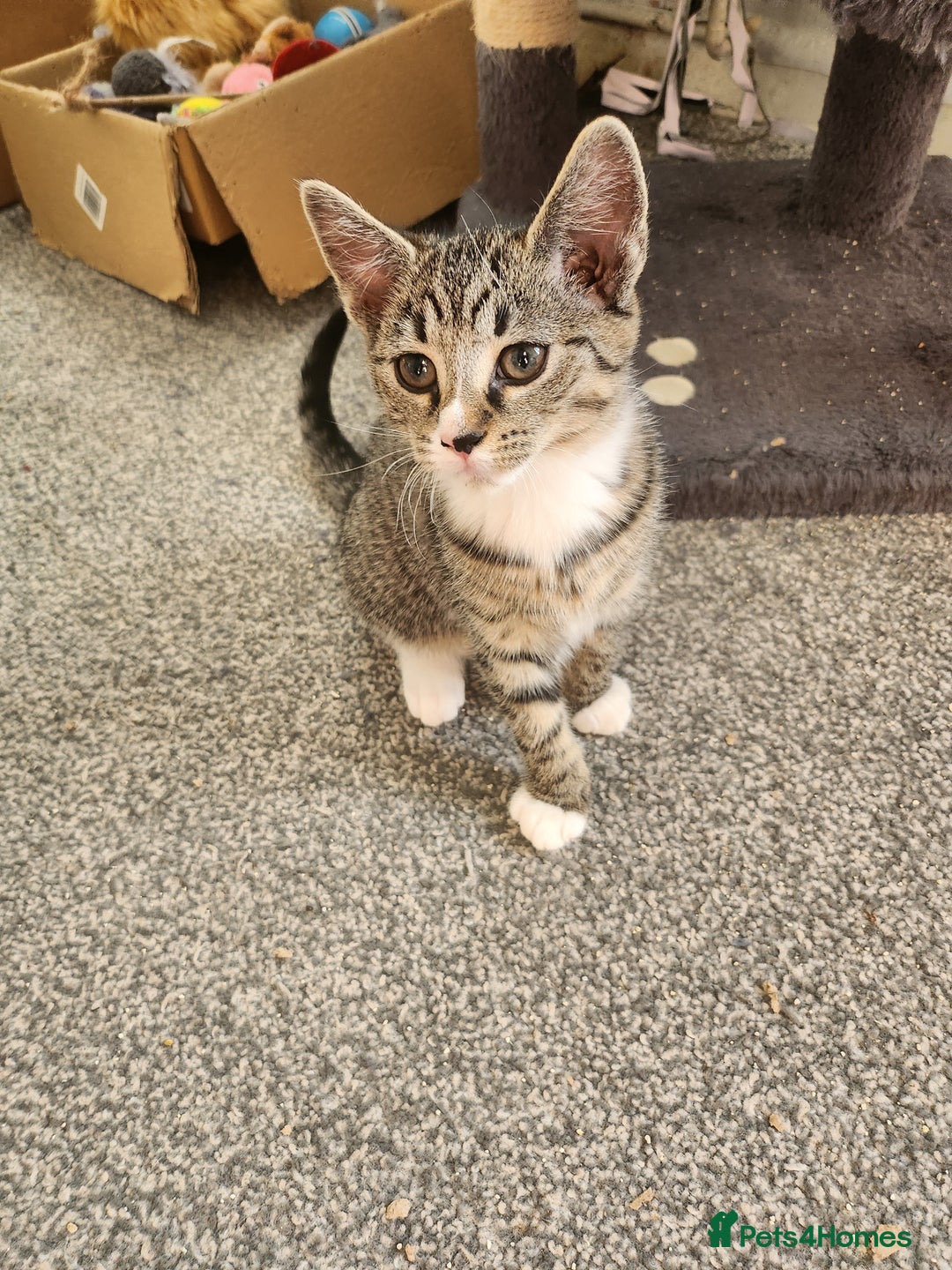 Mixed Breed cats for sale: Kittens  - Image 7