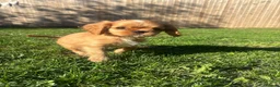 Cavalier King Charles Spaniel dogs for sale: KC registered Cavalier King Charles Spaniels  - Advert 7