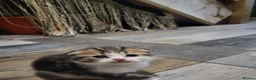 Mixed Breed cats for sale: mixed breed scottish fold and british blue   - Advert 11