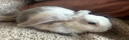Mini Lop rabbits for sale: Baby Mini Lops - Advert 3