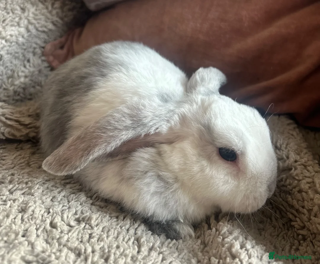 Mini Lop rabbits for sale: Baby Mini Lops - Advert 3