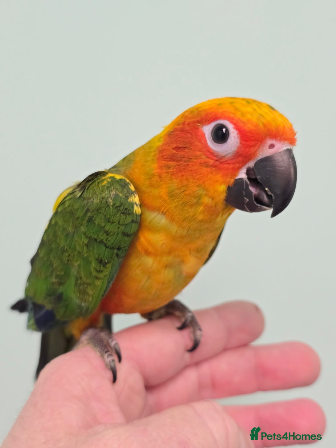 Conures birds for sale: Stunning Handreared Baby Conures!!! - Advert 7
