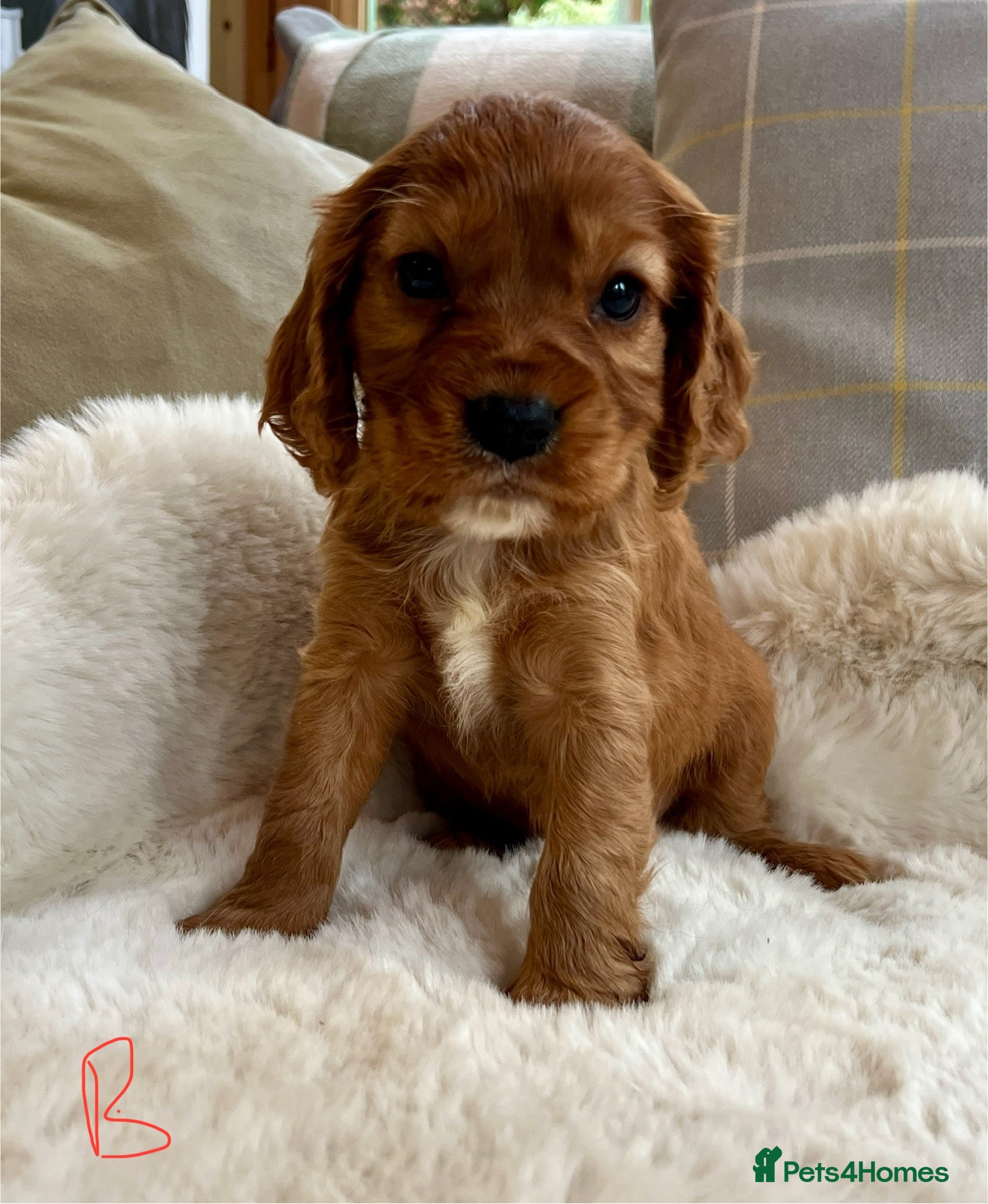 Cockalier dogs Stunning little Cockaliers - Advert 12