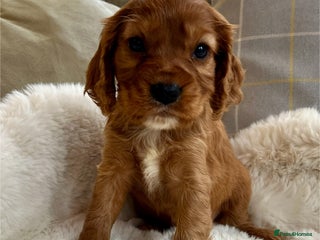 Cockalier dogs Stunning little Cockaliers - Advert 7