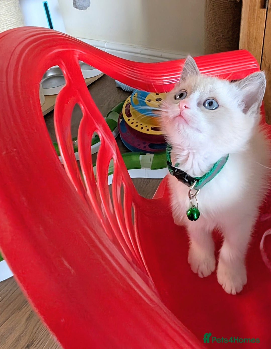 Ragamese cats for sale: 🐾💎Ragdoll X Siamese (Ragamese) Kittens💎🐾 - Image 20