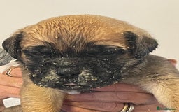Bullmastiff dogs for sale: Stunning Bullmastiff pups  - Image 2