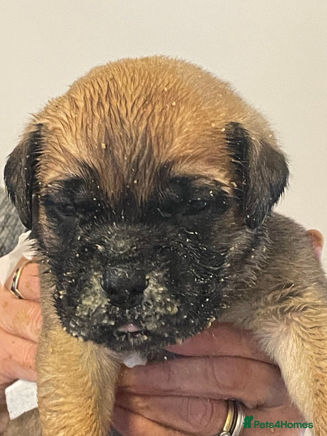 Bullmastiff dogs for sale: Stunning Bullmastiff pups  - Image 2