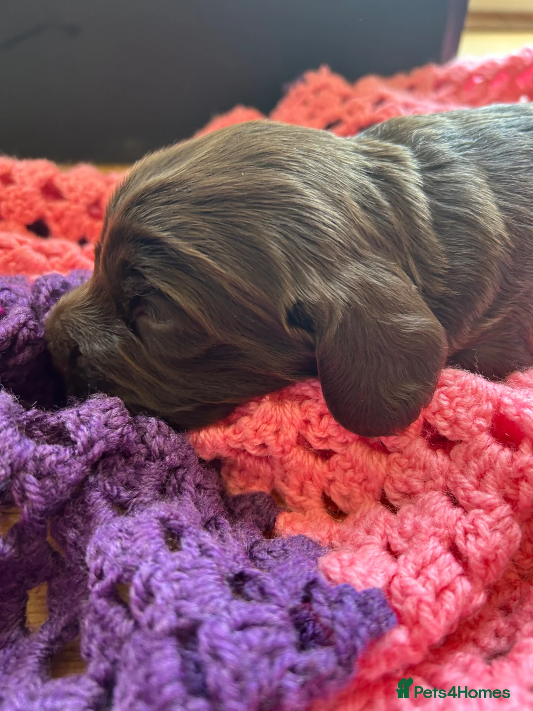 Cocker Spaniel dogs for sale: Cocker Spaniel puppies full pedigree for sale - Advert 13