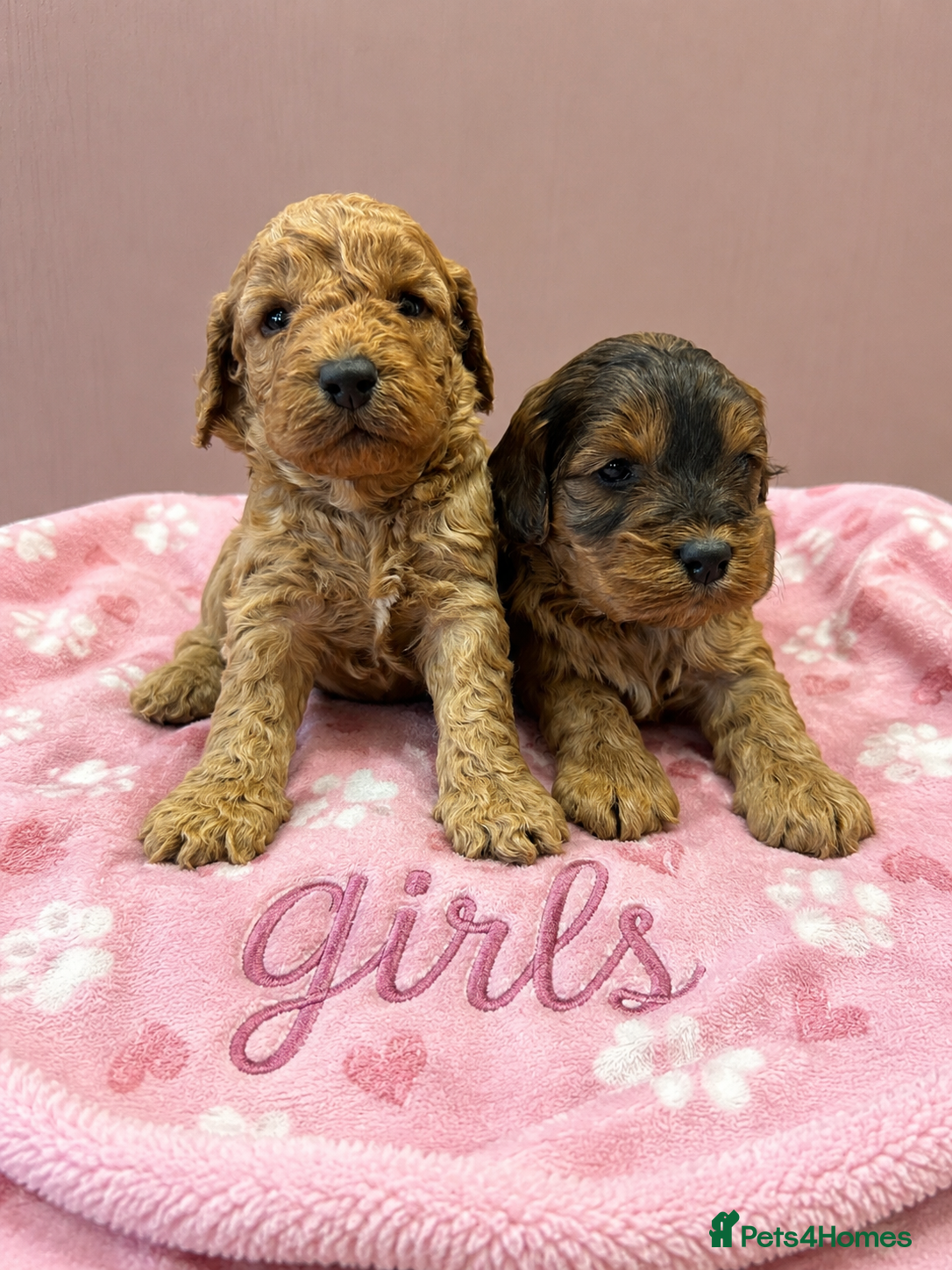 Cockapoo dogs F1 cockapoo puppies  - Advert 2