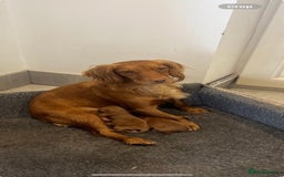 Cocker Spaniel dogs for sale: Stunning KC reg pedigree working cocker spaniels.  - Image 10