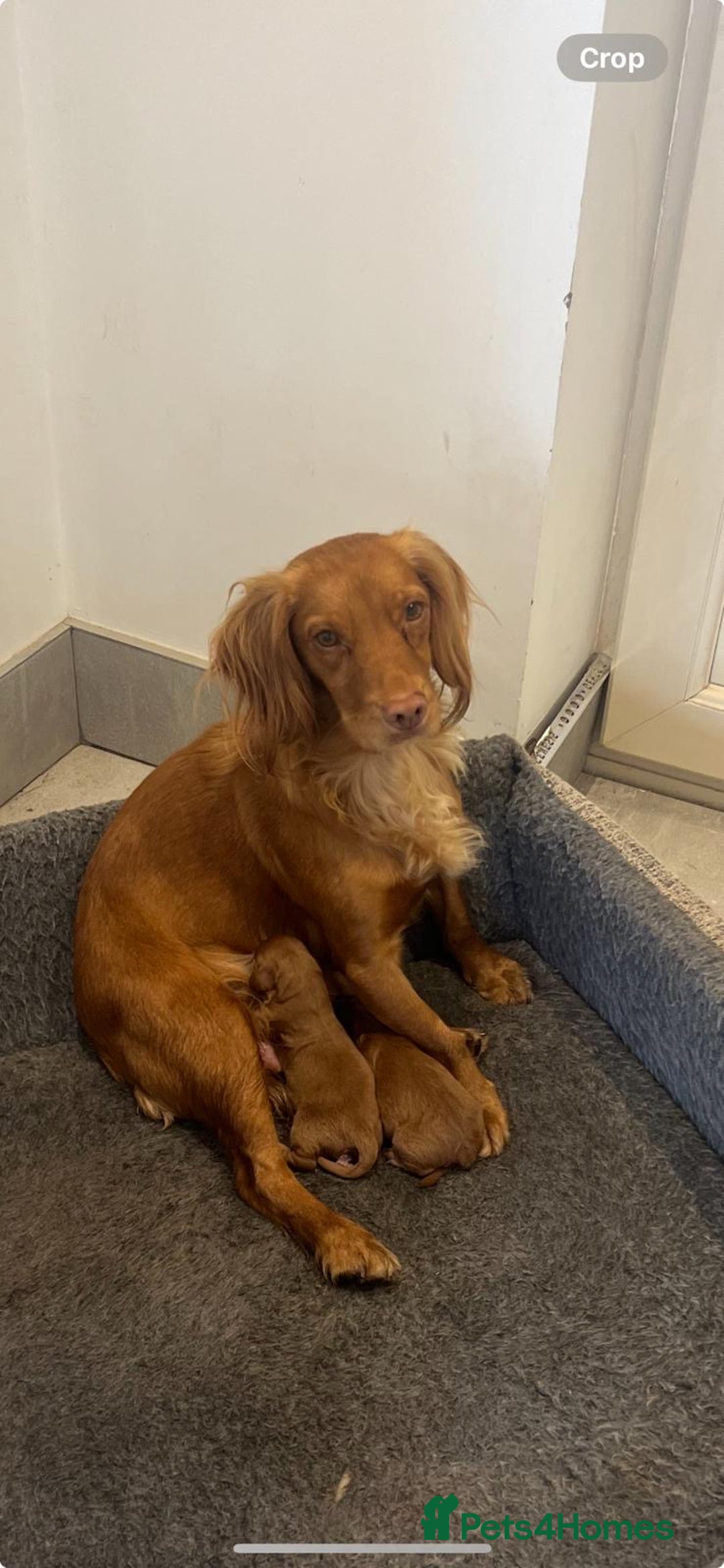 Cocker Spaniel dogs for sale: Stunning KC reg pedigree working cocker spaniels.  - Image 10