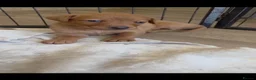 Labrador Retriever dogs for sale:  Ready to leave this week!!! Fox Red Labrador. - Advert 9