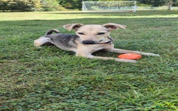 Mixed Breed dogs for adoption: Cute Heidi looking for LOVE - Image 5