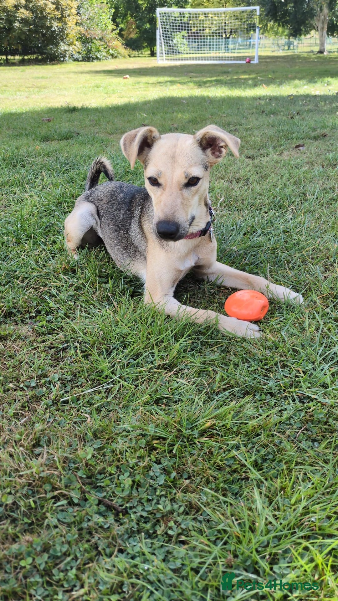 Mixed Breed dogs for adoption: Cute Heidi looking for LOVE - Image 5