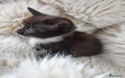 Mixed Breed cats for sale: Beautifull kitten for sale 🩷 - Image 2