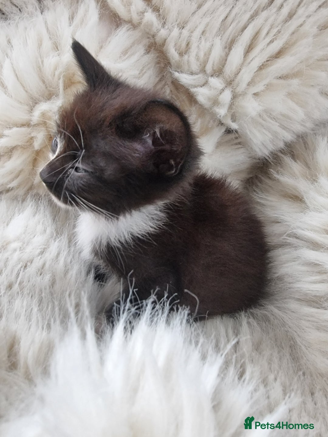 Mixed Breed cats for sale: Beautifull kitten for sale 🩷 - Image 2