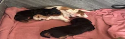 Cavalier King Charles Spaniel dogs for sale: 5 Gorgeous DNA health tested cavalier puppies  - Advert 20