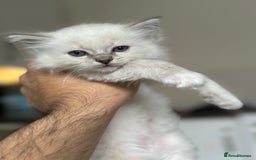 Ragdoll cats for sale: Gorgeous Balls Of Fluff 🥰😻🤗 - Image 31