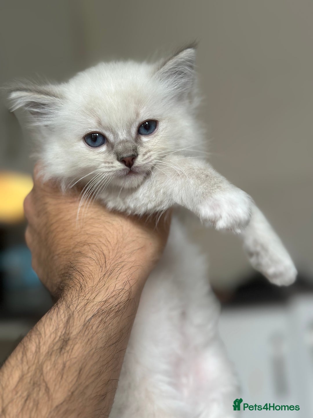 Ragdoll cats for sale: Gorgeous Balls Of Fluff 🥰😻🤗 - Image 31