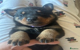 Rottweiler dogs for sale: Beautiful Rottweiler pups  - Image 25