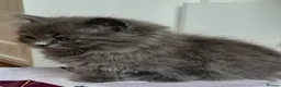 British Longhair cats for sale: Gorgeous British Blue longhair kittens - Advert 9