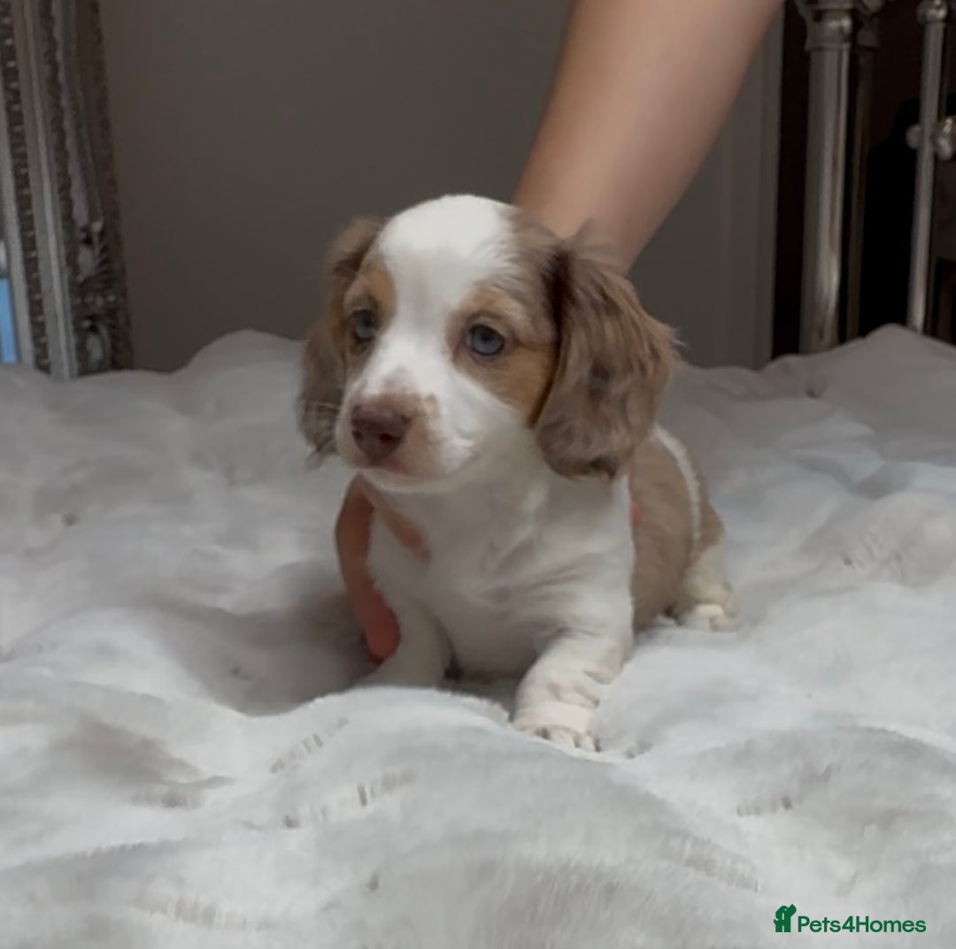 Miniature Dachshund dogs for sale: Longhaired miniature dachshund  - Advert 1