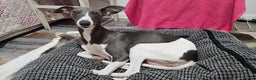 Whippet dogs for sale: KENNEL CLUB WHIPPETS  - Advert 1