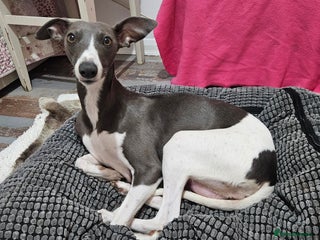 Whippet dogs KENNEL CLUB WHIPPETS - Advert 7