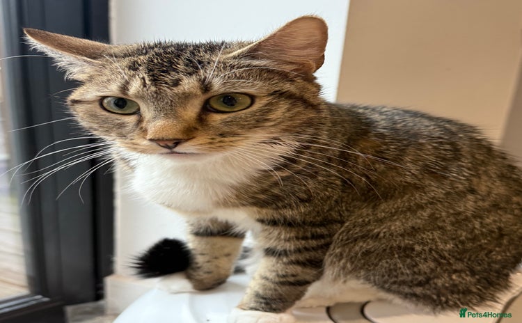 Domestic Shorthair cats Looking for a Loving Home for Our Two Cats - Advert 10