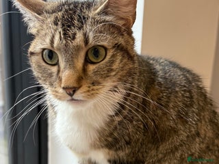 Domestic Shorthair cats Looking for a Loving Home for Our Two Cats - Advert 2